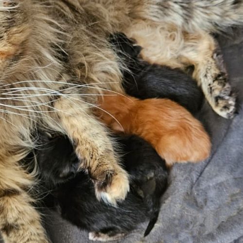 dva-j-nest-geboren-2026