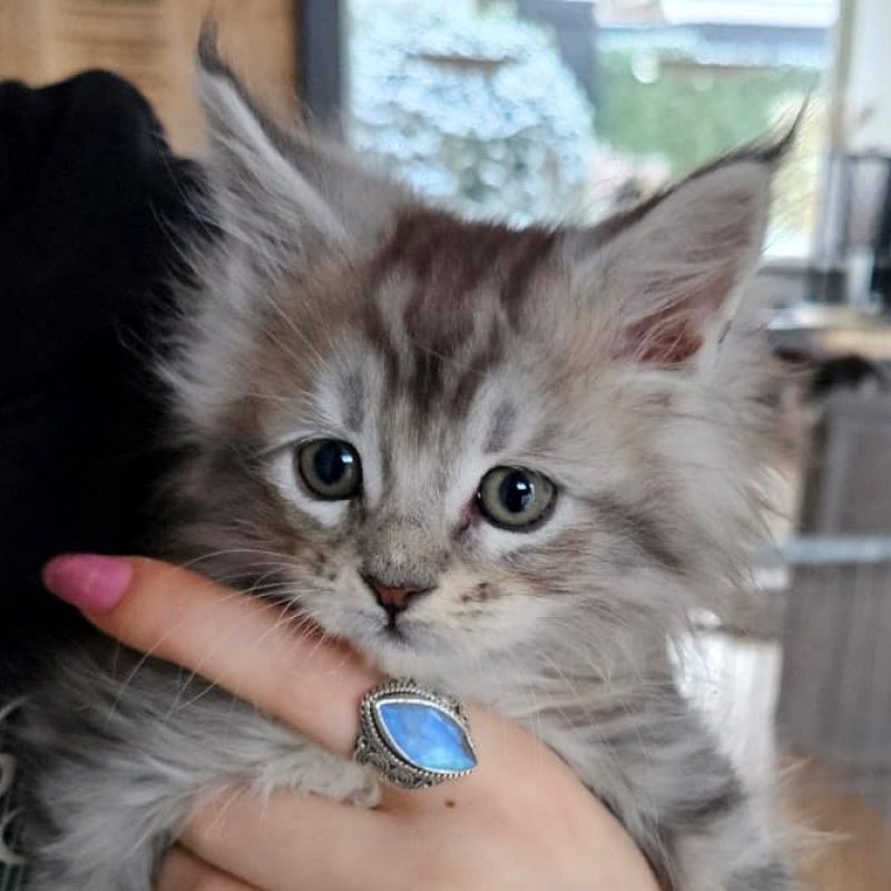 katertje-grijs-8weken