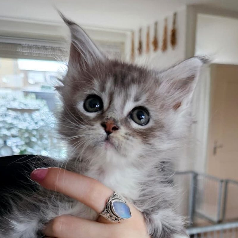 lichtblauw-katertje-8weken