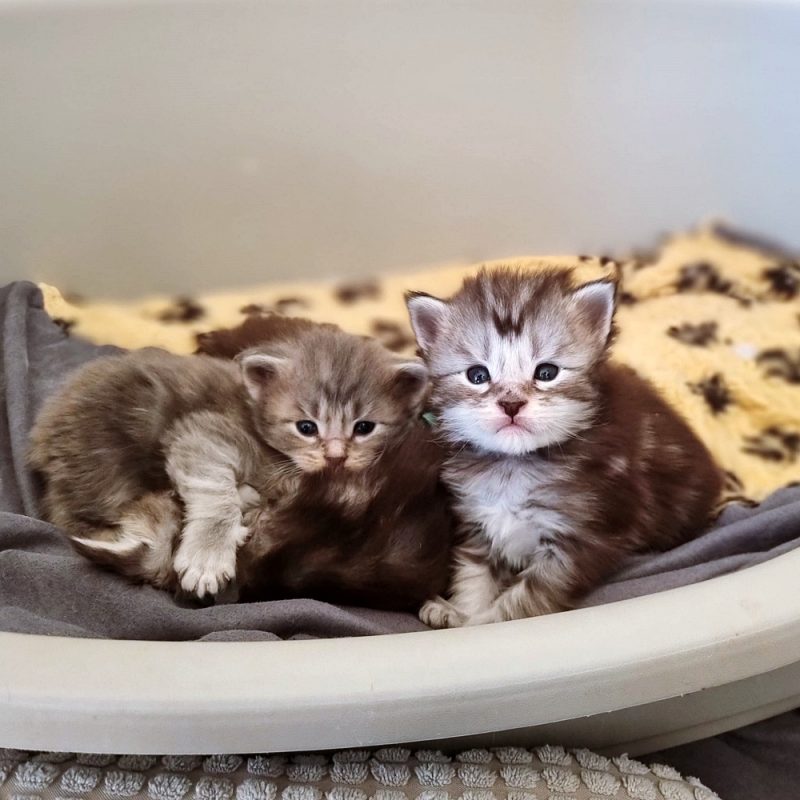 mainecoon-kittens-3-weken