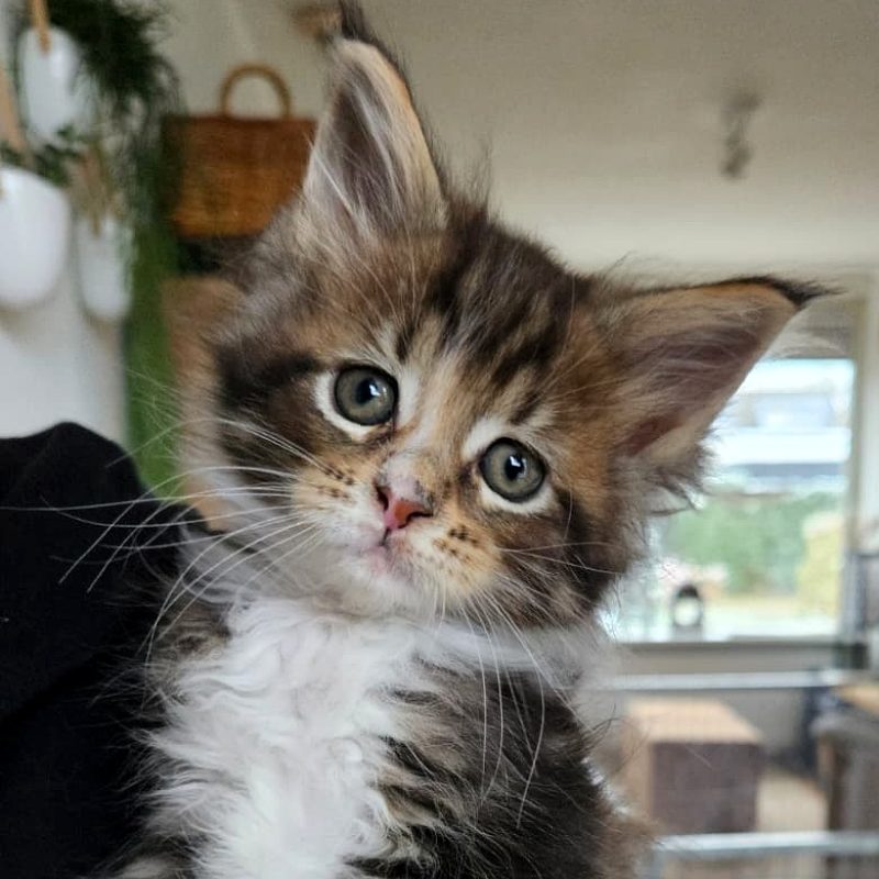 oranje-katertje-8weken