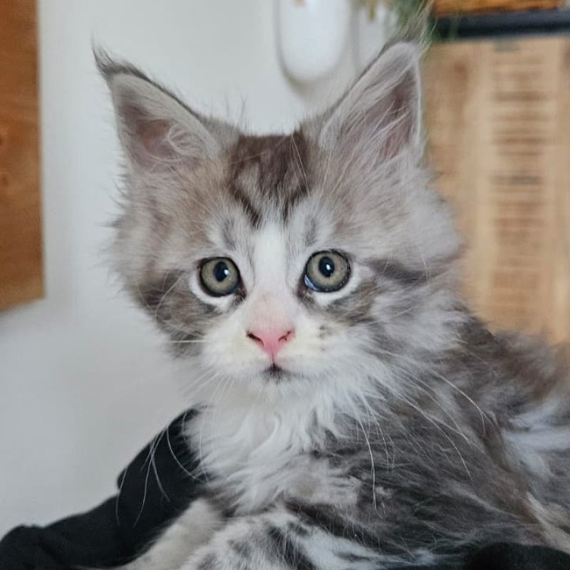 zwarte-bandje-8-weken